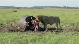 How to eat a hippo