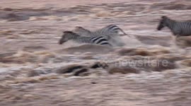 Very dangerous river crossing for zebras in Masai Mara park