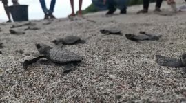 Hundreds of baby turtles released in Indonesia