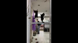 2 kittens like