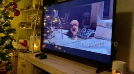 Bulldog watching 101 Dalmatians