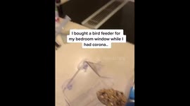 Girl with corona buys window bird feeder to see beautiful birds during isolation