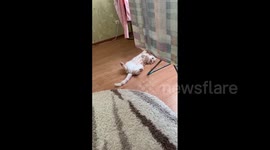 Adorable Cat Staring Blankly Into Space