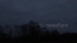 Creepy scene as hundreds of crows fly in the dark