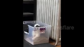 Cat Wipes Paw After Finishing His Business