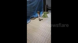 Indian villager wakes up at night with cobra inside his mosquito net