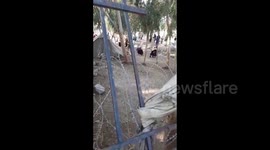 Afghanistan: Footage Shows Civilians Fleeing After Roadside Bomb Explosion In Jalalabad City
