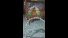 2 adorable parrots spotted while kissing