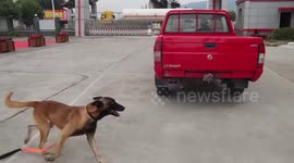 Sniffer dog chases retiring handler's car for one kilometre in southern China