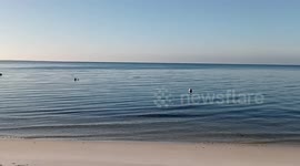 Dolphin feeding in shallow water