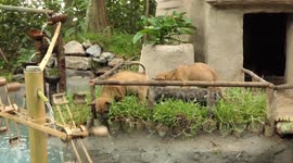 Build Most Beautiful Fish Pond around Clay Cabin Villa House