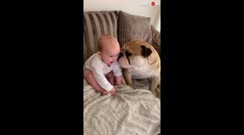 Adorable baby playing with the bulldog