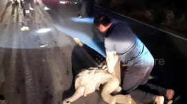 Baby elephant WALKS AWAY after being saved with CPR when it was hit by a motorbike in Thailand