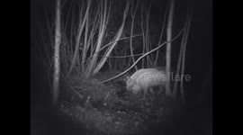 Wild boar in the woods (night vision trail camera)
