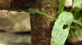 Build Clay Cabin Villa House For Puppies and Wheat Straw