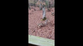 US man captures epic buck fight in his backyard