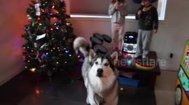 Alaskan Malamute Sojou Refuses to Perform on Demand When Children Try to Encourage her to sing