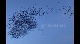 Stunning starling murmuration and successful Sparrowhawk hunt