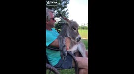 Precious new born donkey enjoys cuddle to Christmas song