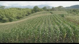 Closeup CornField