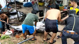 Marlin fish weighing 440lbs found washed up on a beach in Thailand
