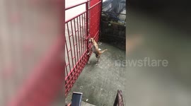 Adorable moment female pet dog opens metal gate so she can see her 'boyfriend'