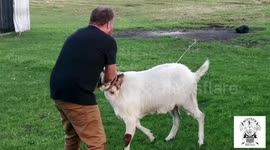 Drunk Punk Rammed by Goat