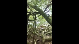The 160-year-old tree has thousands of branches and roots covering 3,000 square meters in Vietnam