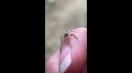 Slow motion Jumping spider leap