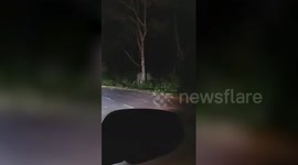 Amusing moment baby elephant tries to hide behind a tree after being disturbed