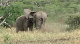 Pair of elephants lock tusks during brutal brawl in Kenya