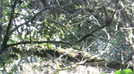 Two Andean Bears Mating Attempt