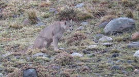 Puma Young Siblings Meet