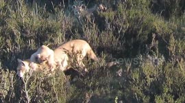 Puma Cubs Playing