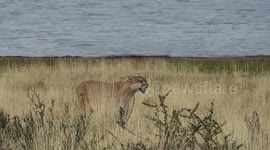 Female puma lets out cute meow call
