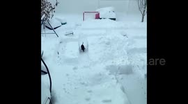 Dog Having Fun In Backyard Snow Maze