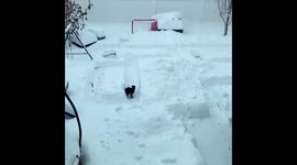 Snow maze makes dog have the time of its life