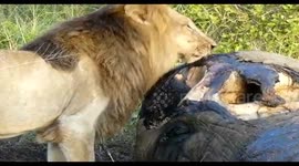 Lion feasts on elephant's head in South Africa