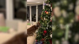 Watch as this mini Australian Shepherd tries to carefully remove a hamburger from her family's Christmas tree