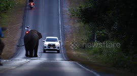 Spectacular moment wild elephant walks along road in Thailand