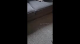Dog Popping Balloons