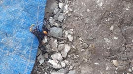 Giant hornet locked in life-or-death struggle with wasps