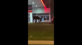 An amazing horse went to a gas station while running away from home