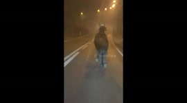 Dark horse running away from his home and wandering the streets in the night