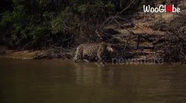 Perfectly captured hunt by Jaguar attacking a Caiman