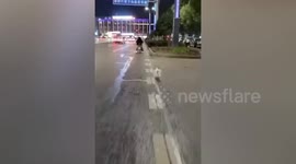 Stray dog chases after motorcyclist who fed it for 2 miles in China