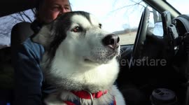 Alaskan Malamute Sojou may not be able to go sled dog training as Ontario plan to go into complete lockdown Dec 26