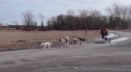 Alaskan Malamutes Sojou and Klondike scooter training with British born Martin whose dream has always been to be a musher