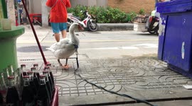 Pet goose lives outside shop in Thailand