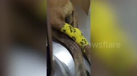 Stray dog adopted after being rescued from canal in Thailand